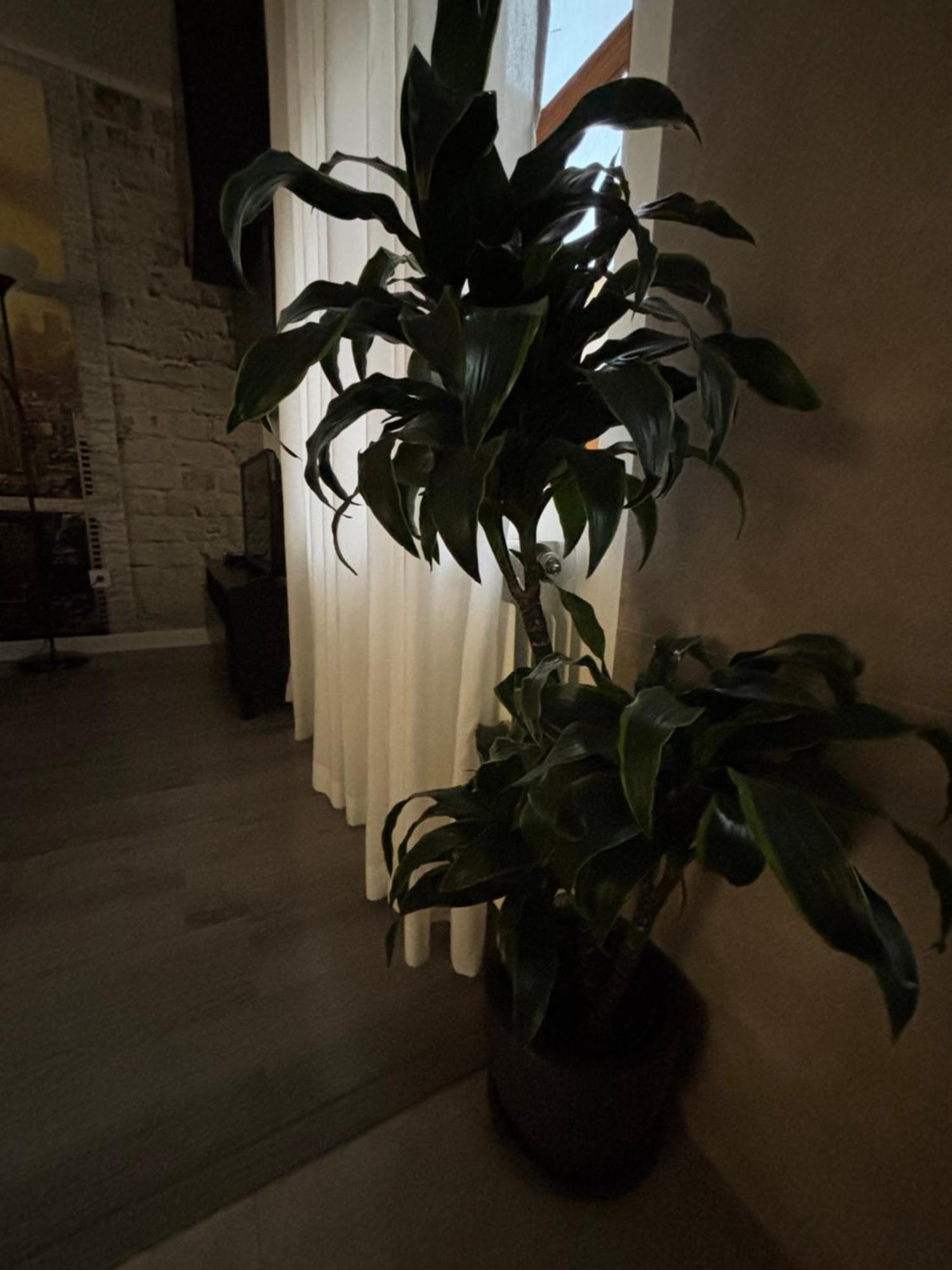 Apartamento Paula Valladolid Exteriör bild